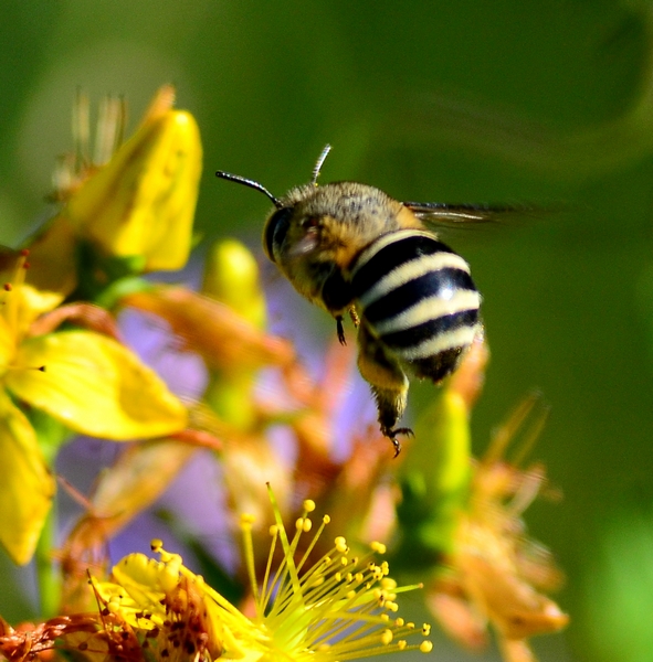 Apidae: Megachilinae? No. Anthophorinae